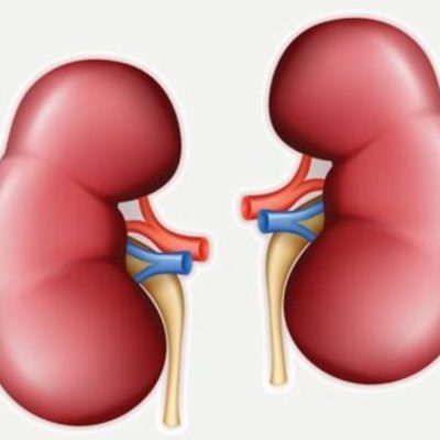 Timeline: LOS PRIMEROS ÓRGANOS EN SER TRANSPLANTADOS