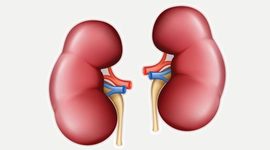Timeline: LOS PRIMEROS ÓRGANOS EN SER TRANSPLANTADOS