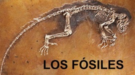 Timeline: Cambio en los Seres Vivos y Procesos de Extinción