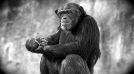 Timeline: la evolución del ser humano