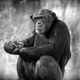 20110206 chimpance