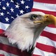 Joseph sohm bald eagle and american flag