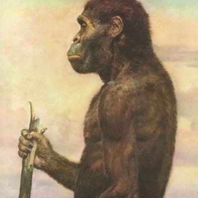 Timeline: australopithecus africanus y afarensis
