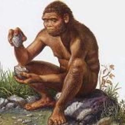 Timeline: Homo habilis