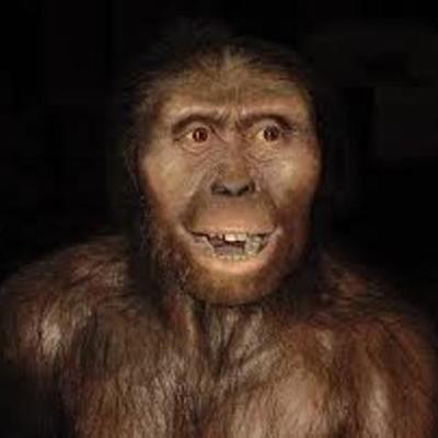 Timeline: Evolución