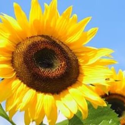 Timeline: Развитие растения