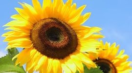 Timeline: Развитие растения