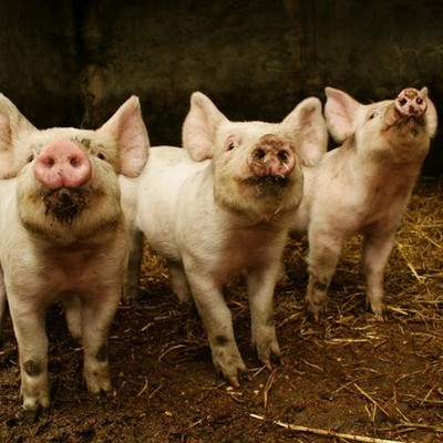 Timeline: historia de la veterinaria