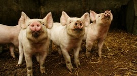 Timeline: historia de la veterinaria