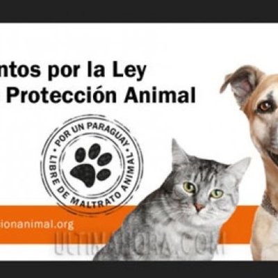 Timeline: Legislación para la Protección Animal
