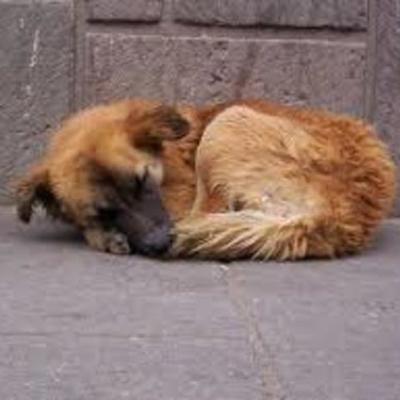 Timeline: Perros abandonados en Chile