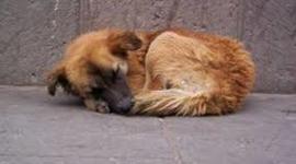 Timeline: Perros abandonados en Chile