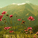 Himalaya  flower and mountains 2