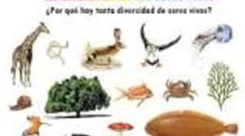 Timeline: Los Seres Vivos