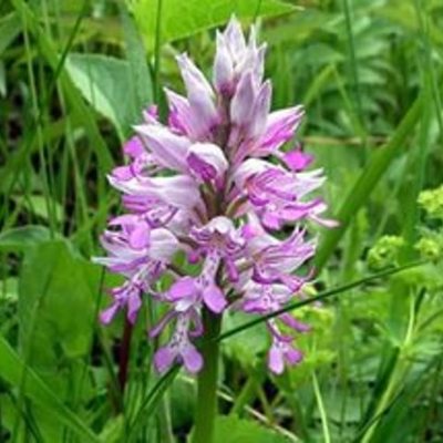 Timeline: Примерные даты зацветания определенных видов растений Кировской области за 2016г.