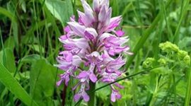 Timeline: Примерные даты зацветания определенных видов растений Кировской области за 2016г.