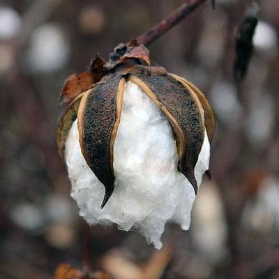 Timeline: Cotton and how it helped Georgia (1789-1840 unit timeline)