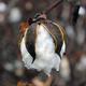 Cotton boll