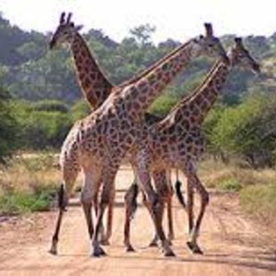 Timeline: South African timeline