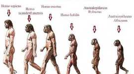 Timeline: EVOLUCIÓN HUMANA
