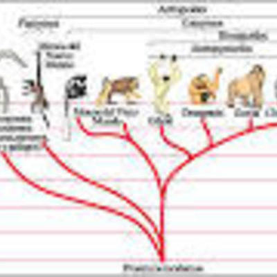 Timeline: ARBOL EVOLUTIVO DE LOS PROSIMIOS