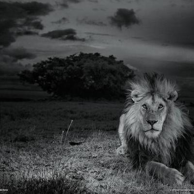 Timeline: Litteraturhistorie