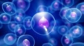 Timeline: The History Of The Cell