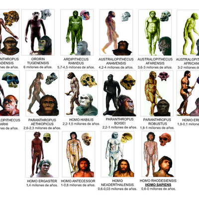 Timeline: Del mono al hombre (Evolución)