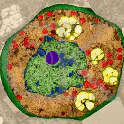 Timeline: La Història de la Cel·lula