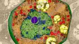 Timeline: La història de la Cèl·lula