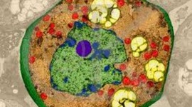 Timeline: historia del temps