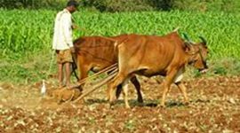 Timeline: agriculture becomes important