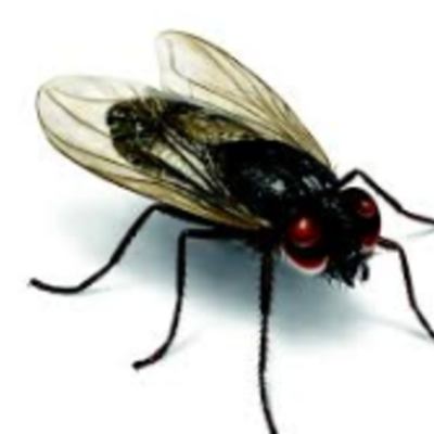 Timeline: William Golding