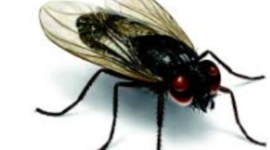 Timeline: William Golding