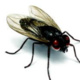 Fly