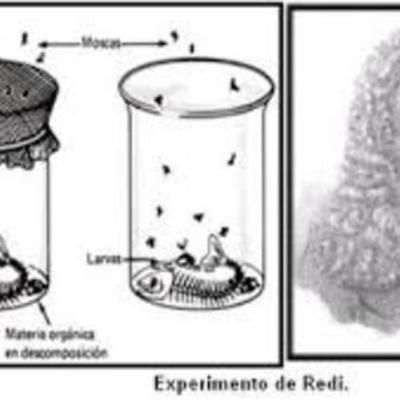 Timeline: Generación espontanea y la biogenesis