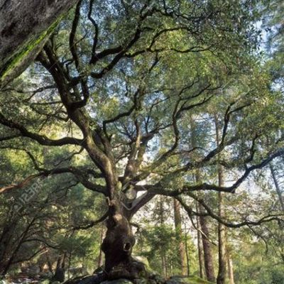 Timeline: Russian Revolutions