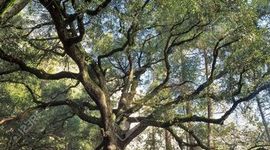 Timeline: Russian Revolutions