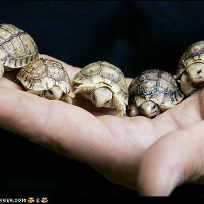 Timeline: Rosita's life