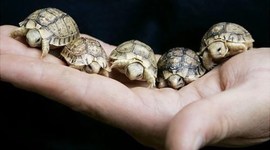 Timeline: Rosita's life