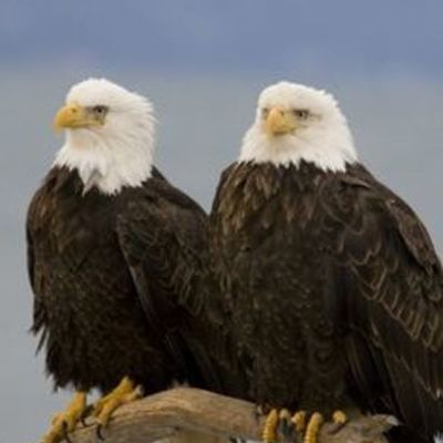 Timeline: American History 2