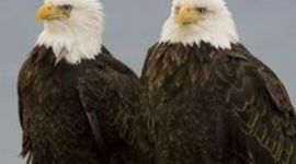 Timeline: American History 2