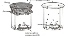 Timeline: La generación espontánea