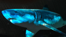 Timeline: HUGO DOMINGUEZ CARRILLO