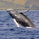 Humpbackwhale noaa large
