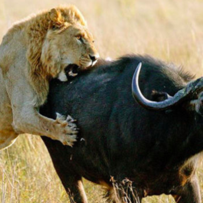 Timeline: Jarle - Biologi tidslinje