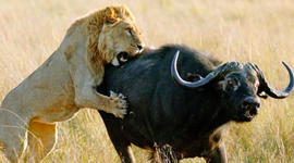 Timeline: Jarle - Biologi tidslinje