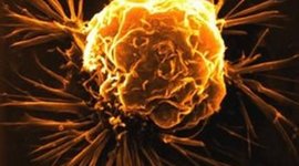 Timeline: Història de la cèl·lula