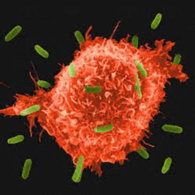 Timeline: història de la cel·lula