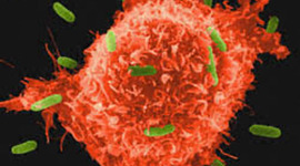 Timeline: història de la cel·lula